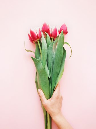 Womans hand holding tulips.の写真素材