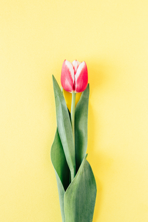 Tulip on yellow background.の写真素材