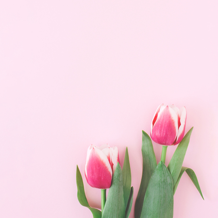 Two tulips on pink background.の写真素材