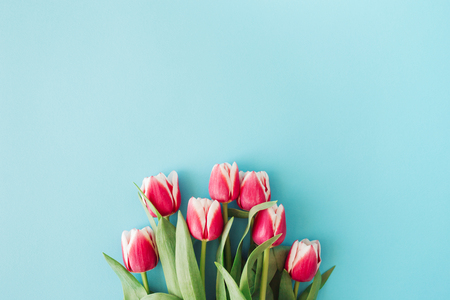 Pink tulips on blue background.の写真素材
