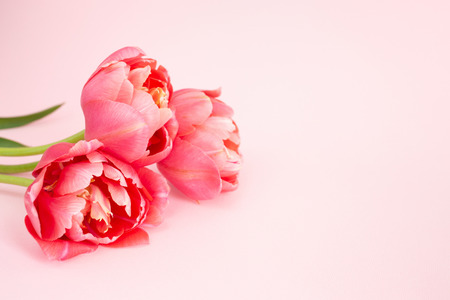 Beautiful spring pink flowers.の写真素材