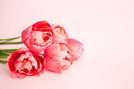 Beautiful spring pink flowers.の写真素材