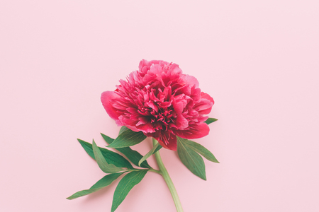 One pink flower.の写真素材