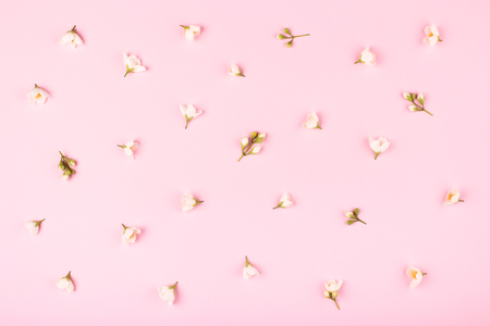Pattern with jasmine flowers on pink background.の写真素材