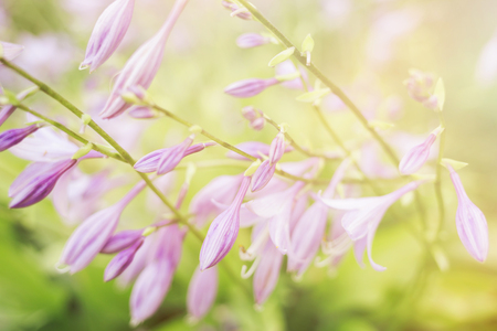 Beautiful purple hosta flower. Soft focus image.の写真素材