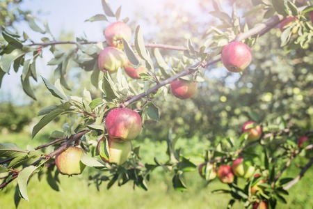 Ripe apples on branches in orchard. Harvest concept.の写真素材