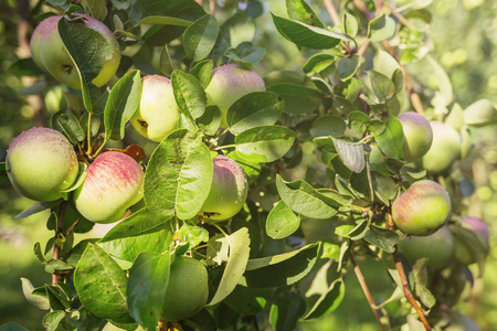Apples on a branch in orchard. Harvest concept.の写真素材