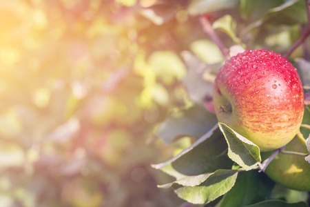 Ripe red apples on a branch in orchard. Harvest concept.の写真素材