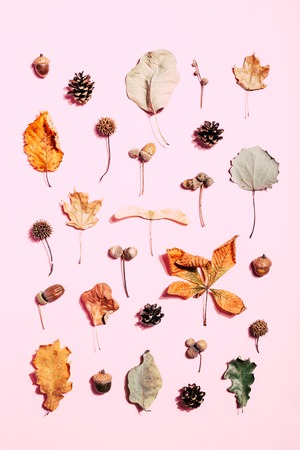 Autumn pattern made of dry leaves on pink background. Top view.の写真素材