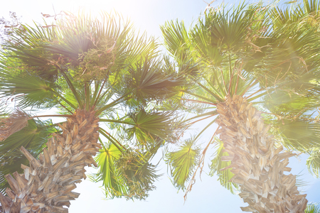 Two tropical palm tree. Summer concept, tropical backgroundの写真素材