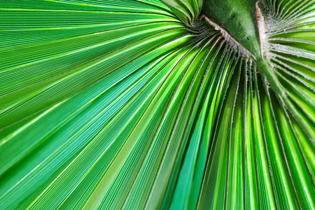 Green palm leaf texture. Tropical green background.の写真素材