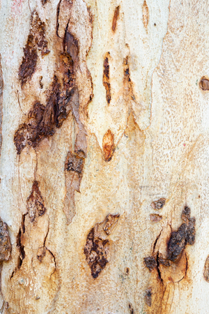 Texture of Eucalyptus bark tree. Abstract background.の写真素材