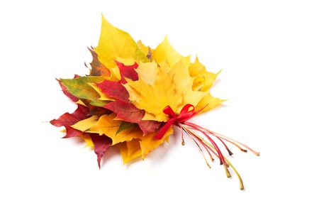 Bouquet of red and yellow maple leaves tied red ribbon. Isolated, angle view.の写真素材