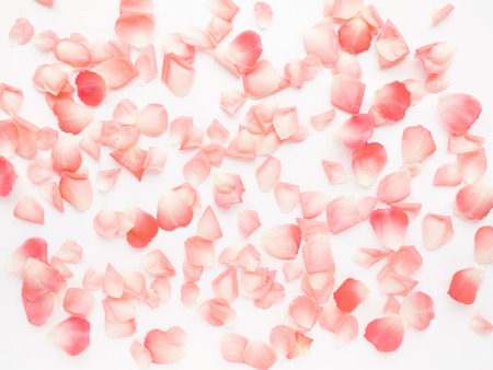 Coral roses petals on white background. Colors of the year 2019. Living coral.の写真素材