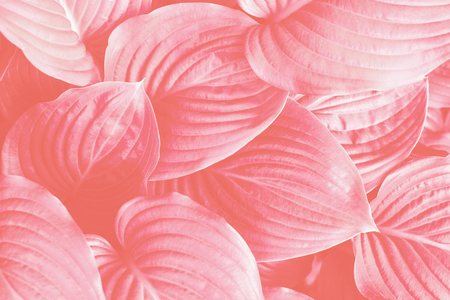 The leaves of Hosta in living coral color. Top view, foliage card in trendy color. Color of the year 2019.の写真素材