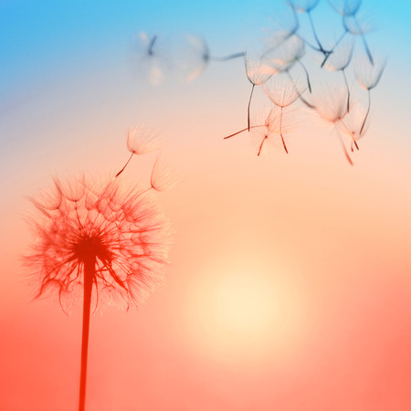 Silhouette of dandelion against the backdrop of the setting sun. Macro photography wuth place for text. Living Coral. Trendy color of the 2019.の写真素材