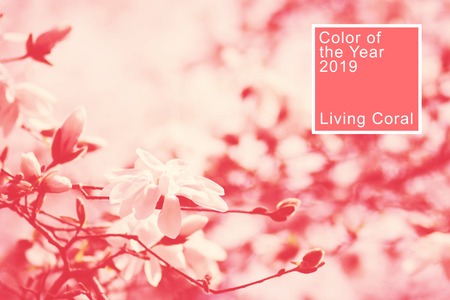The magnolia flowers on branches in spring toned in living coral color. Trendy color of 2019.
