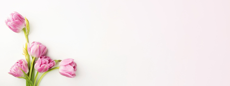 Pink tulips on white background with copy space. Top view, banner for website.の写真素材