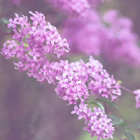 Blooming lilac flowers with soft selective focus. Toned image. Spring card.の写真素材