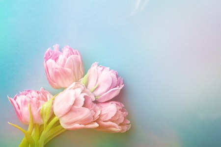 Pink tulips on turquoise background with copy space. Top view, toned.の写真素材