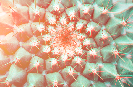 Top view on thorn cactus. Cactus toned in trendy colors ith 3D effect. Macro, nature background.の写真素材