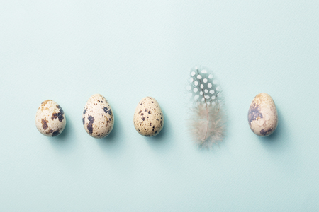 Row of quail eggs and feather on blue background. Concept of difference. Minimal styled photo.の写真素材