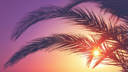Silhouette of palm leaves against sunset. Summer vacation.の写真素材