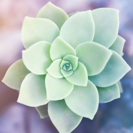 Evergreen succulent rosette top view. Trendy plant.の写真素材