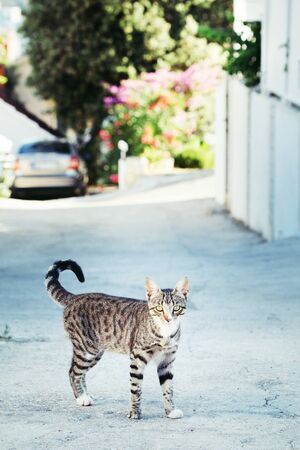 Cat walking down the street. Cat looking at camera.の写真素材