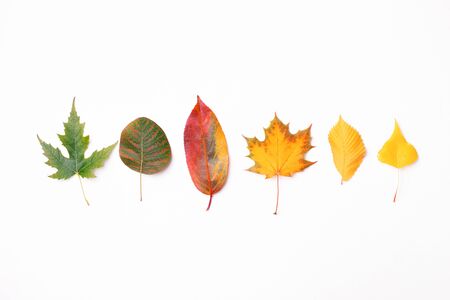 Row of autumn leaves on white background.