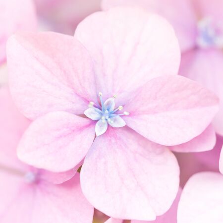 Beautiful pink hydrangea flowers background. Natural soft pattern, close up. Macro photography.