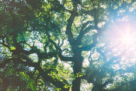 Sunlight streaming through the oak crown. Bottom view of the great mighty tree.の写真素材