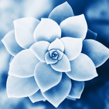 Evergreen succulent rosette toned in blue color top view. Trendy plant.の写真素材