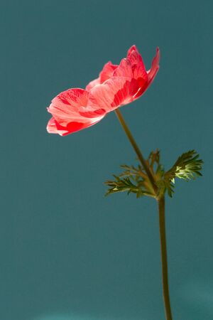 Red anemone flower in sunlight on turquoise background. Minimal styled card.の写真素材