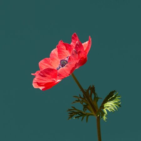 Beautiful red anemone flower in sunlight on turquoise background. Minimal styled square card.の写真素材