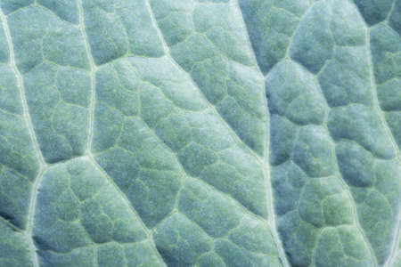 Green leaf texture. Macro view of cabbage leaf.の写真素材