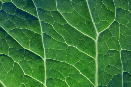 Green leaf texture. Macro view.の写真素材