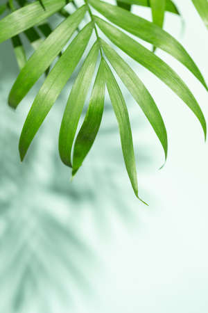 Palm leaves and shadows of palm leaves on mint background. Copy space.の写真素材