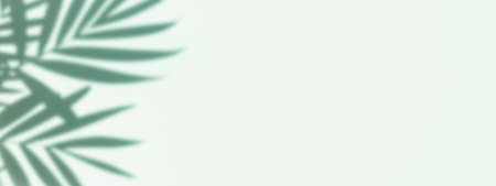 Banner with shadows of palm leaves on mint background. Copy space.の写真素材
