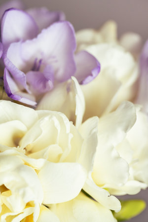 Bouquet of white and lilac freesias. Close up view on a spring flower.の写真素材