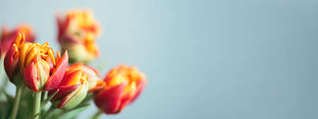 Banner with bouquet of red tulips. Beautiful spring flowers.の写真素材