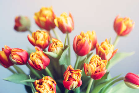 Bouquet of beautiful red tulips. Card with spring flowers.の写真素材