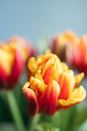 Bouquet of red tulips closeup view. Card with beautiful spring flowers.の写真素材