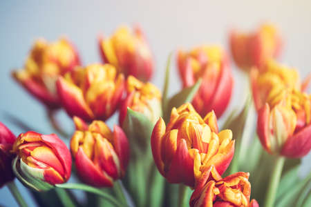 Bouquet of beautiful red tulips, closeup view. Card with spring flowers.の写真素材