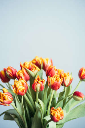 Card with spring flowers. Bouquet of beautiful red tulips.の写真素材