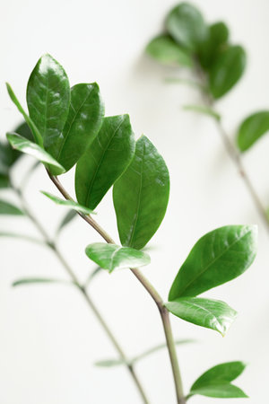 Zamioculcas leaves on white bacground. Selective focus.の写真素材