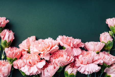 Frame made of pink carnations on dark green background.の写真素材