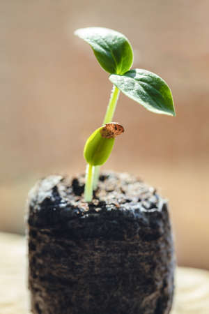 Green sprouts growing from peat tablet.の写真素材
