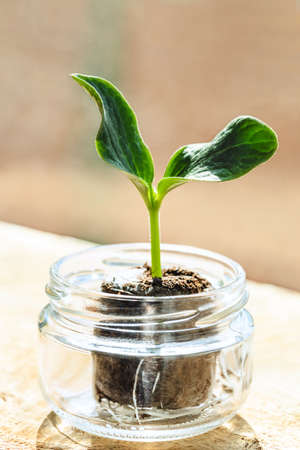 Green zucchini sprout growing from peat tablet in glass jar on windowsill.の写真素材