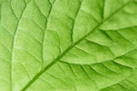 Bright green leaf texture in backlit.の写真素材